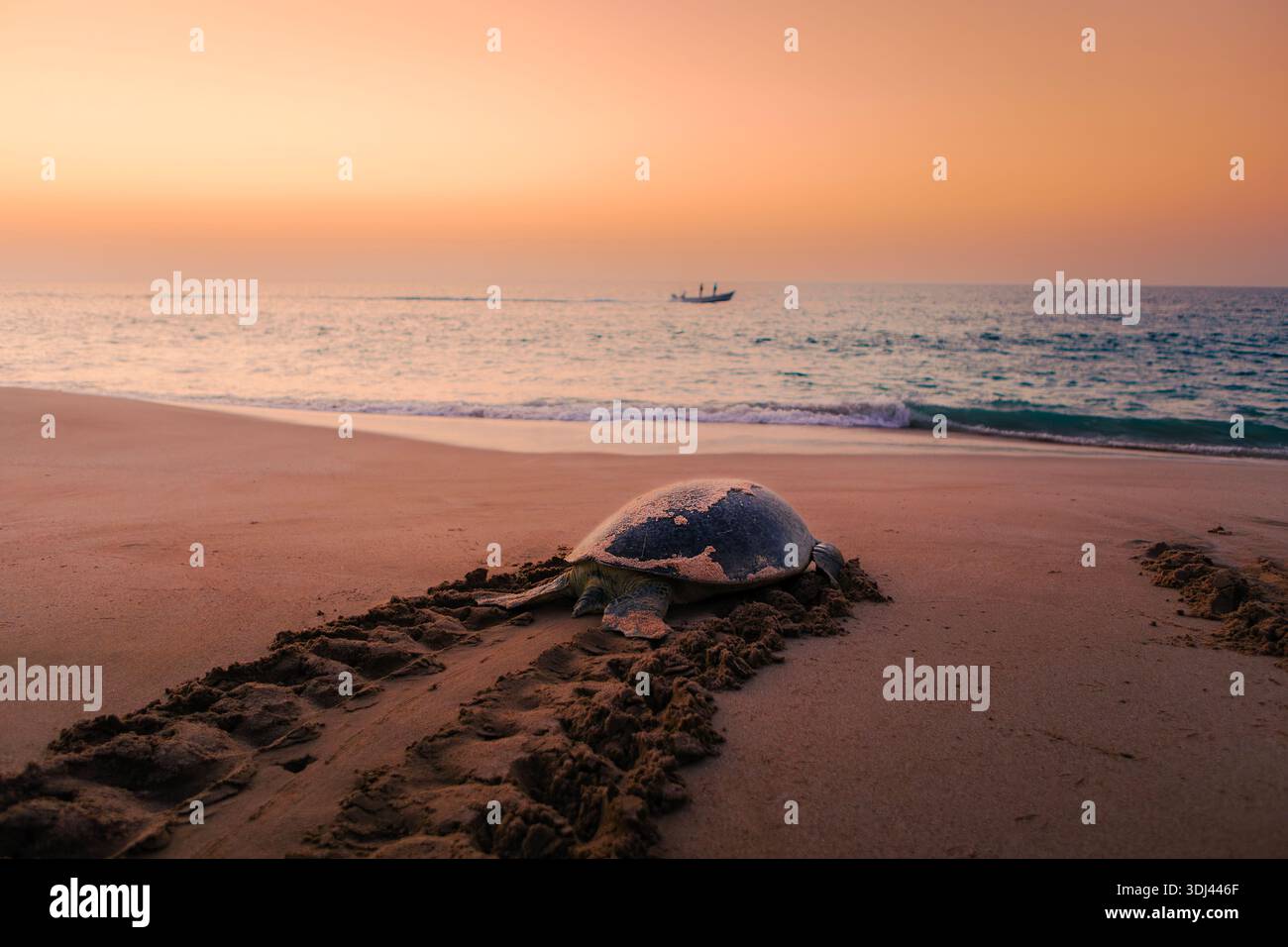 Riesige grüne Schildkröte, die nach dem Eierlegen am Strand von Ras Al Jinz, Oman, ins Meer zurückkehrt. Tierwelt, Naturschutzgebiet und einzigartige Nistplätze in natürlichen Coas Stockfoto
