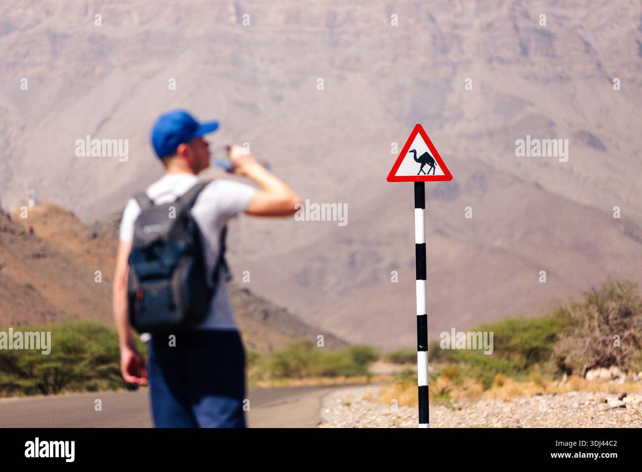 Touristen mit Rucksack Trinkwasser entlang der Straße mit selektivem Fokus auf Kamelüberquerung in Oman. Wüstenreisen, Sicherheit und ikonischer nahöstlicher Stil Stockfoto