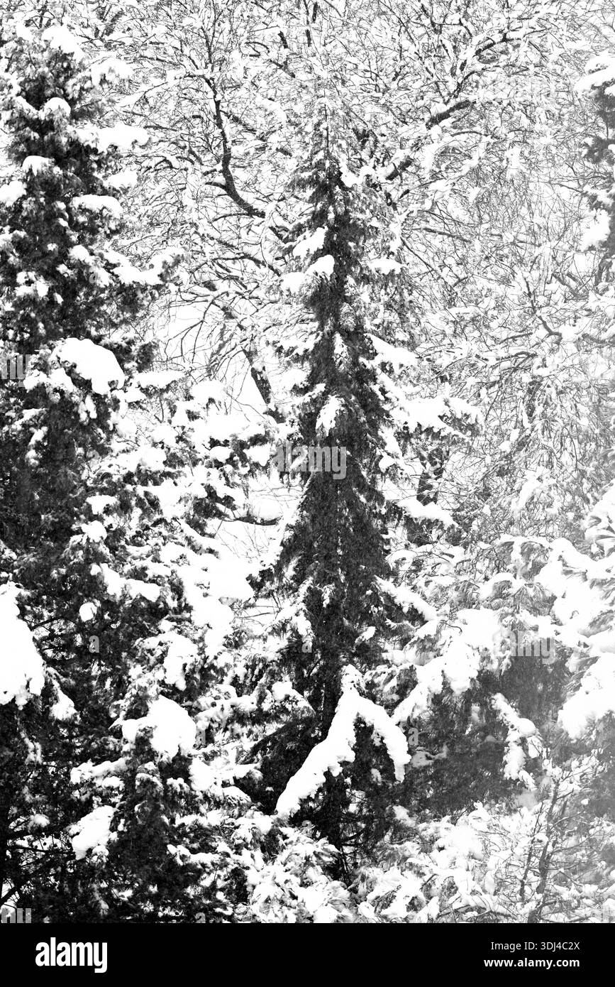 Schneebedeckte immergrüne Bäume in einem Winterwald. Stockfoto