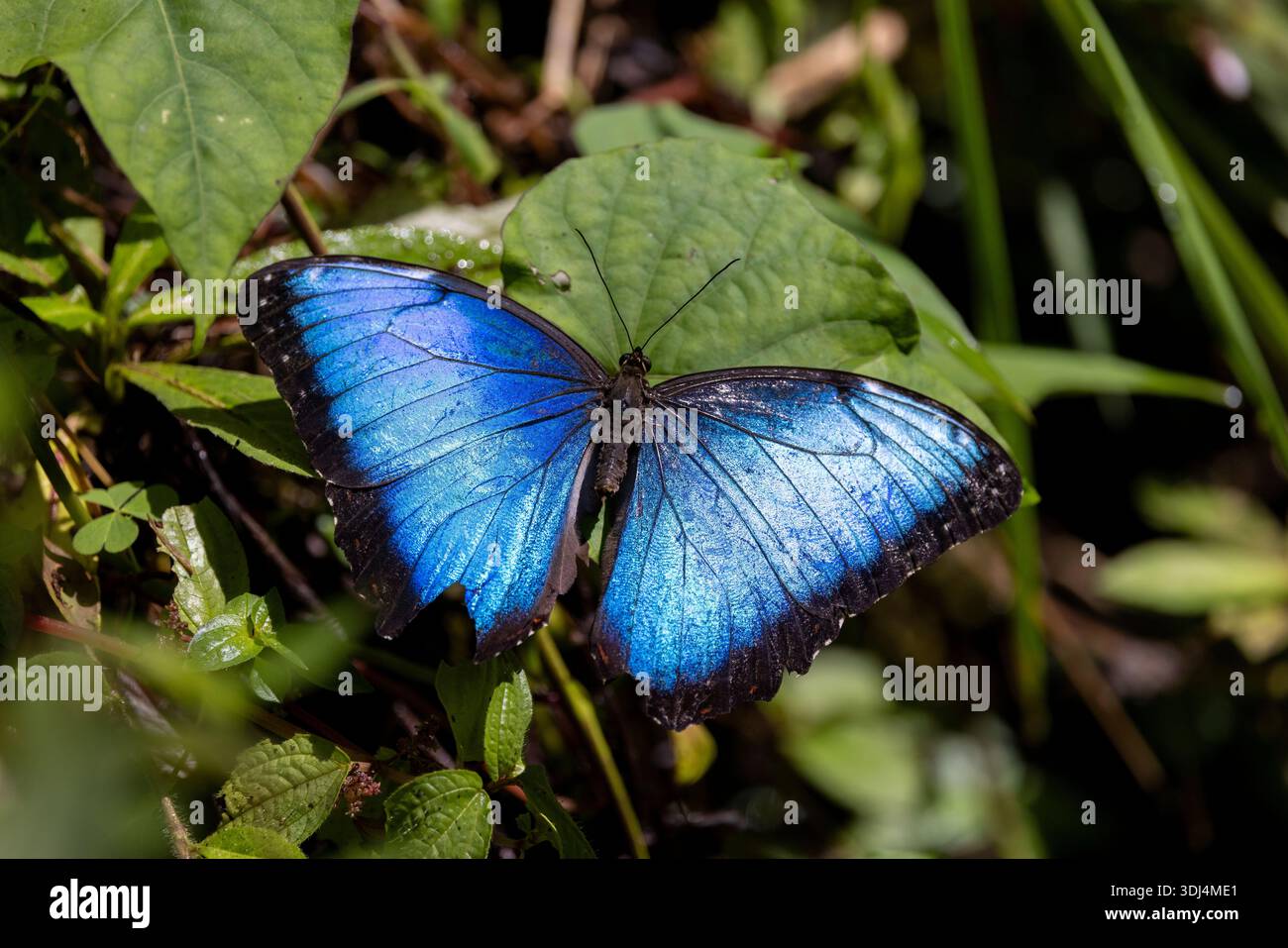 Nahaufnahme des männlichen blauen Morpho-Schmetterlings - Provinz Alajuela, Costa Rica Stockfoto