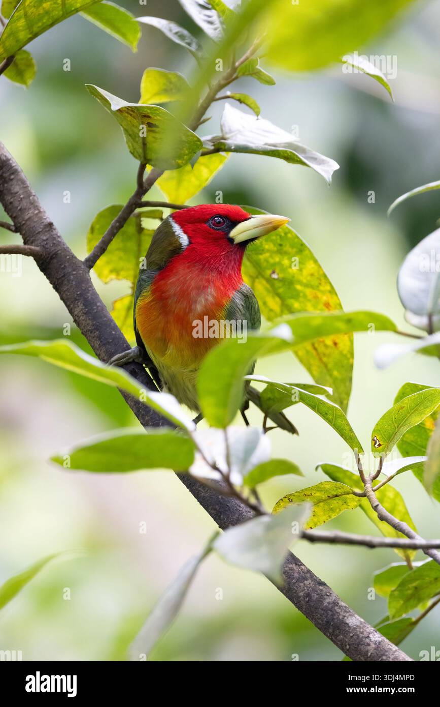 Rothaarige (Eubucco bourcierii) männlich - in der Nähe von Cinchona, Provinz Alajuela, Costa Rica Stockfoto
