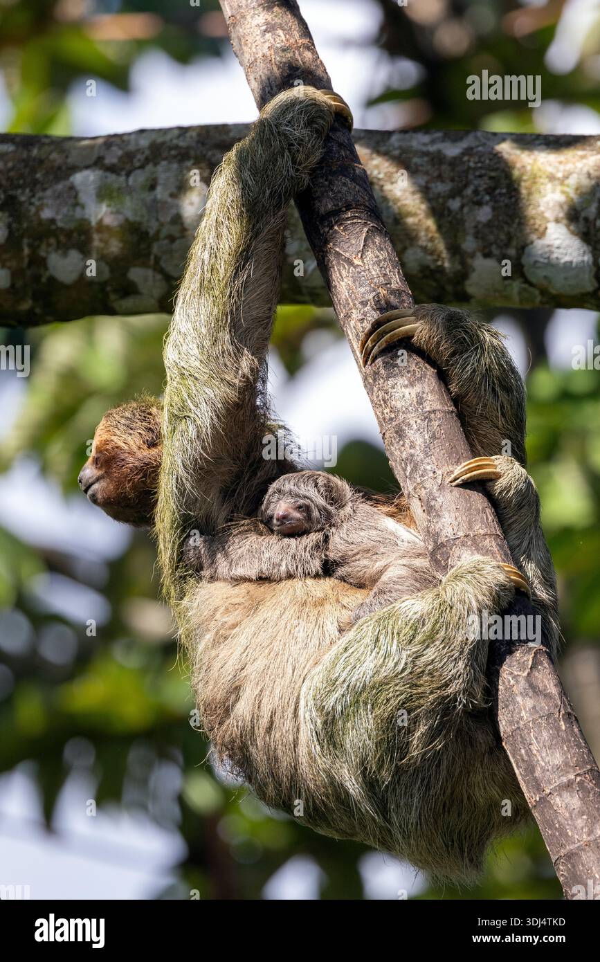 Mutter und Baby Bradypus variegatus in der Nähe von Aguas Zarcas in der Provinz Alajuela, Costa Rica Stockfoto