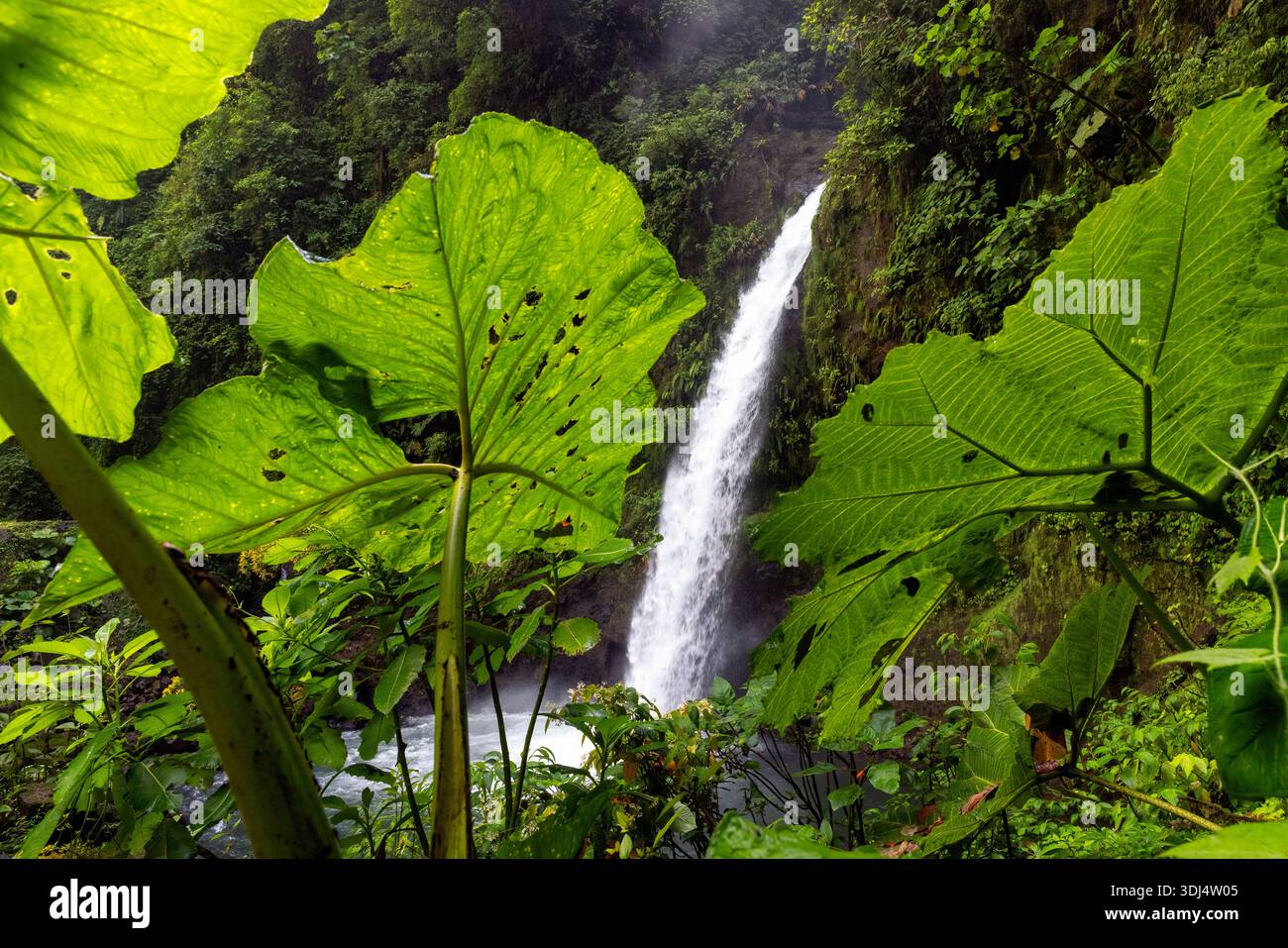 La Paz Wasserfall und Riesenblättrige „Dinosaurier Food“ (Gunnera insignis) Pflanzen - Provinz Alajuela, Costa Rica Stockfoto