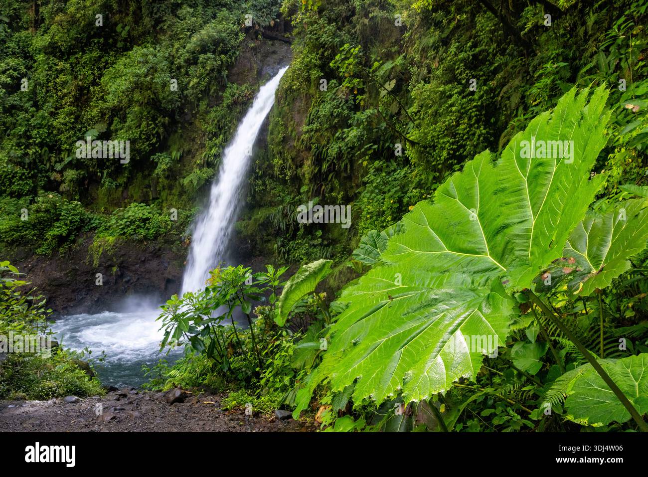 La Paz Wasserfall und Riesenblättrige „Dinosaurier Food“ (Gunnera insignis) Pflanzen - Provinz Alajuela, Costa Rica Stockfoto