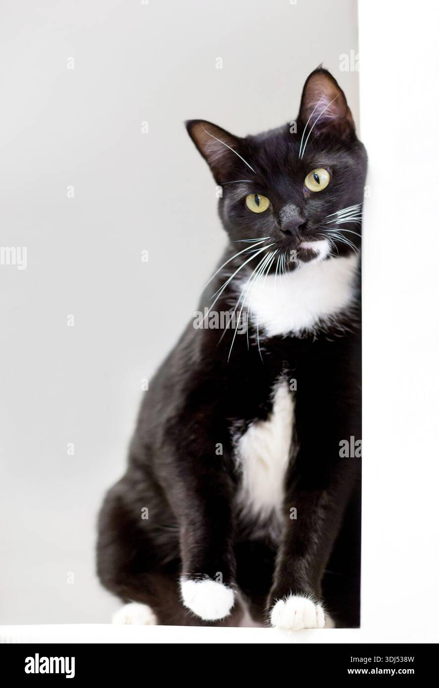 Eine schwarz-weiße Tuxedo-Kurzhaarkatze, die sich an eine Wand lehnt Stockfoto