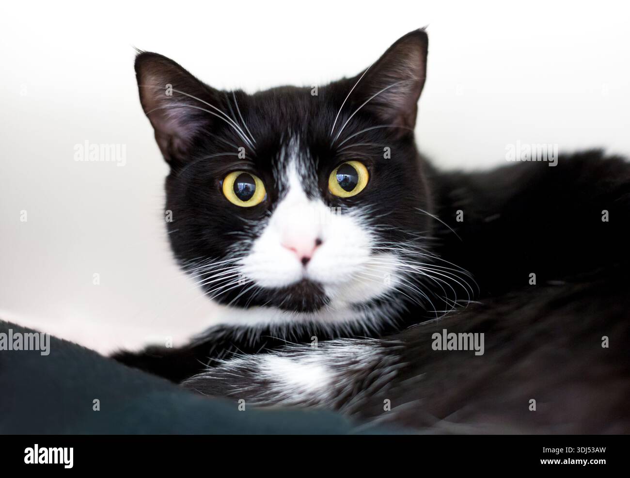 Eine breitäugige schwarz-weiße Kurzhaarkatze mit erweitert Schüler Stockfoto