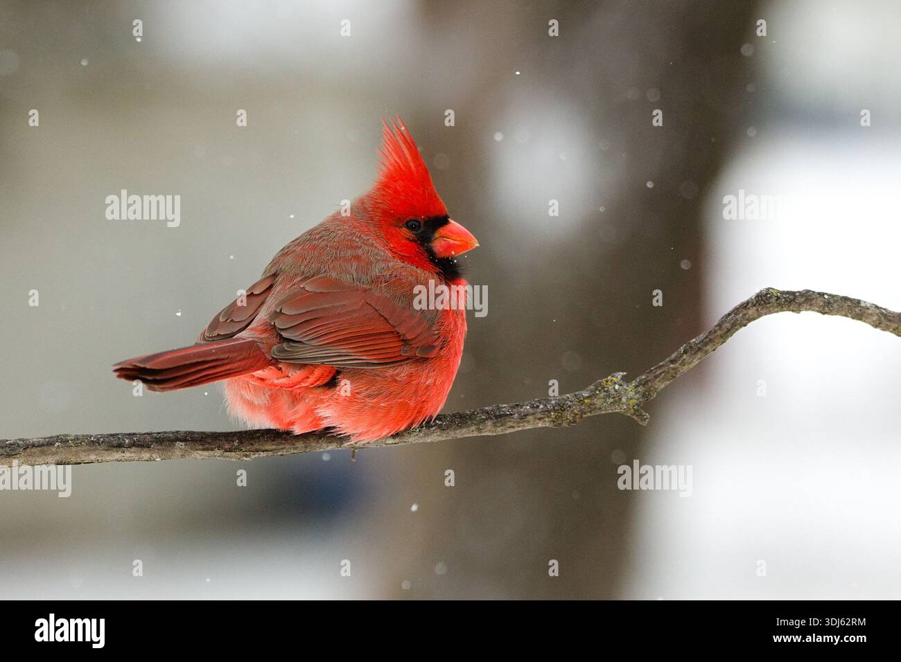 Roter amerikanischer Kardinal saß im Winter auf einem Bein Stockfoto