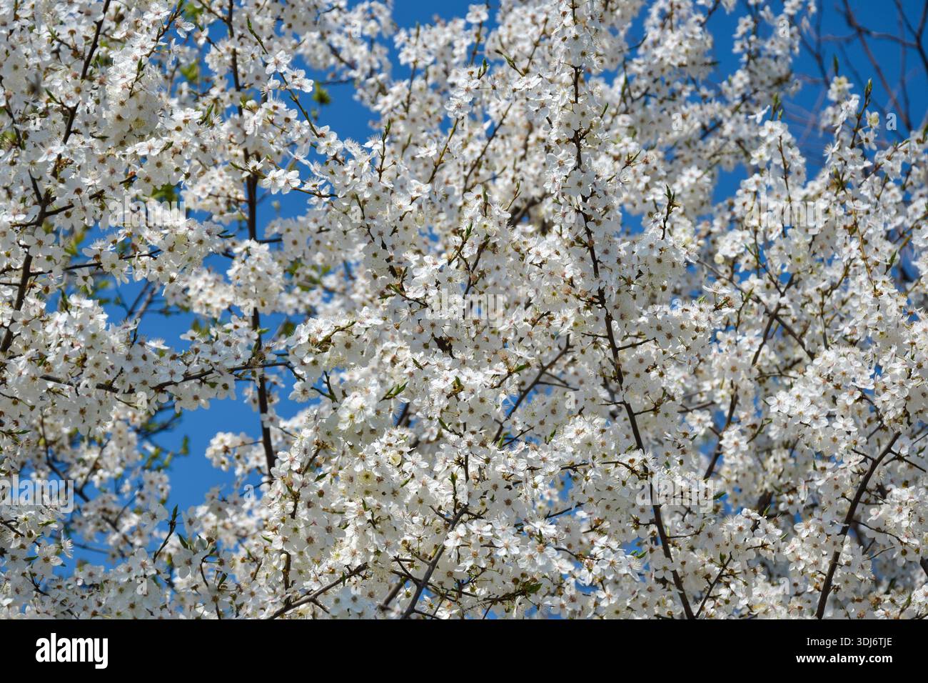 Pflaumenblüte auf dem Hintergrund des blauen Himmels. Zahlreiche weiße Pflaumenblüten, dicht bedeckte Zweige. Frühjahrsblüte der Obstbäume. Vollbild Stockfoto