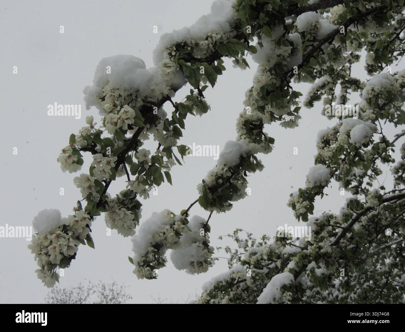 Zweige eines blühenden Birnenbaums unter einer Schneeschicht mit weißen Knospen; Schneefall während der Blütezeit von Obstbäumen; Schneefall auf Zweigen Stockfoto