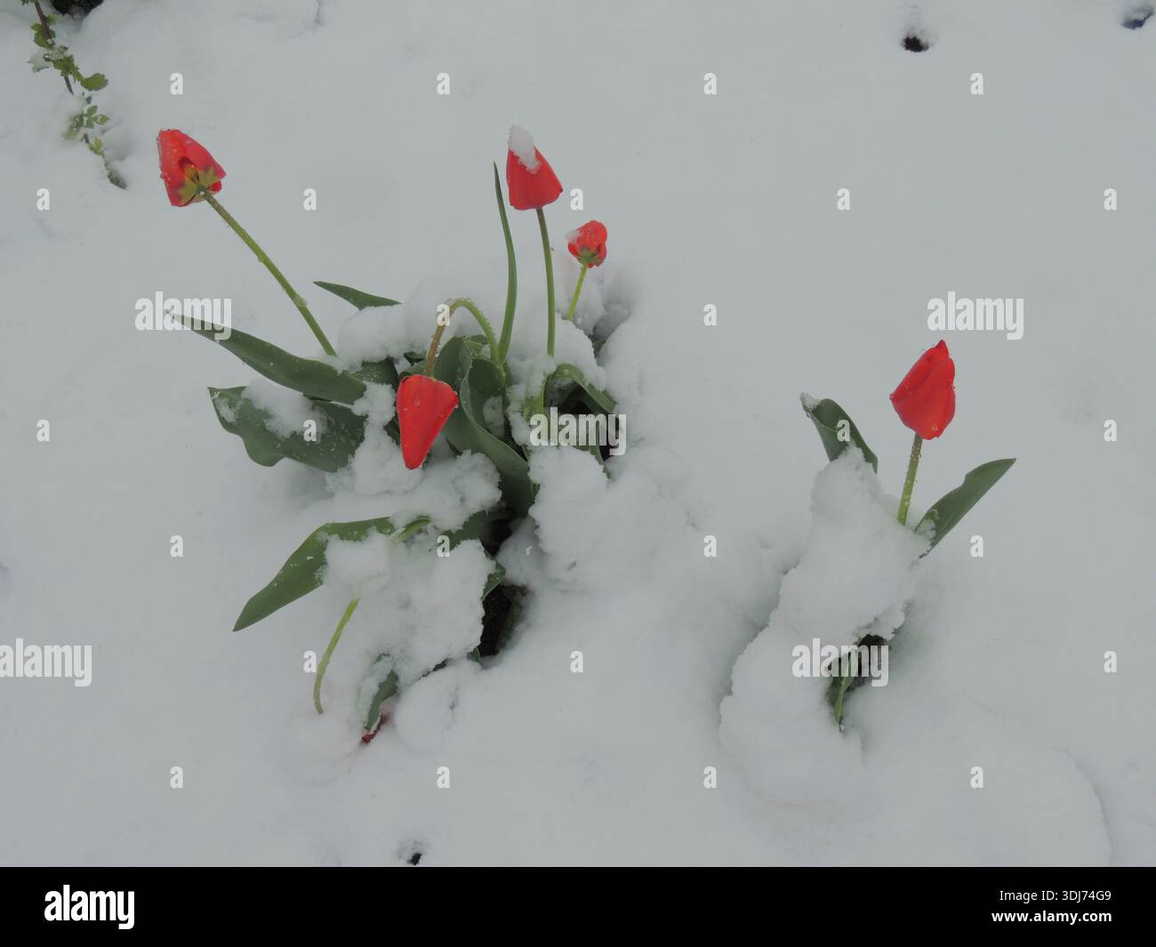 Rosa Tulpen sichtbar über der Schneedecke auf dem Boden, die Auswirkungen des Frühlingsschneefalls in einem Garten oder Park, ungewöhnlich kalte Niederschläge Stockfoto