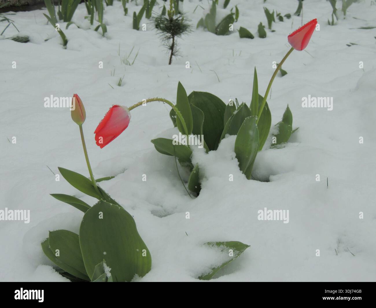 Rosafarbene Knospen und breite grüne Tulpenblätter unter einer Schneedecke in einem Gartenblumenbeet nach starkem Schneefall, ungewöhnlichen Wetterbedingungen Stockfoto