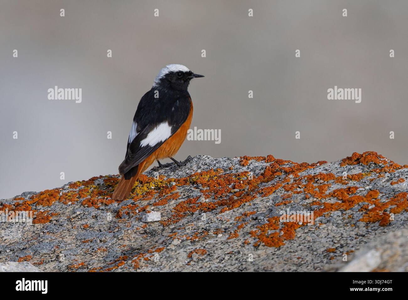Weißflügeliger Redstart, Changla Pass, Ladakh, Indien, Juli 2025 Stockfoto