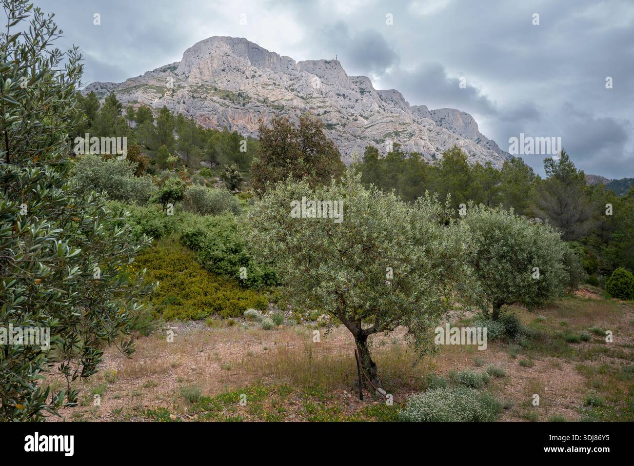 MOUNT SAINTE VICTOIRE AIX EN PROVENCE FRANKREICH Stockfoto