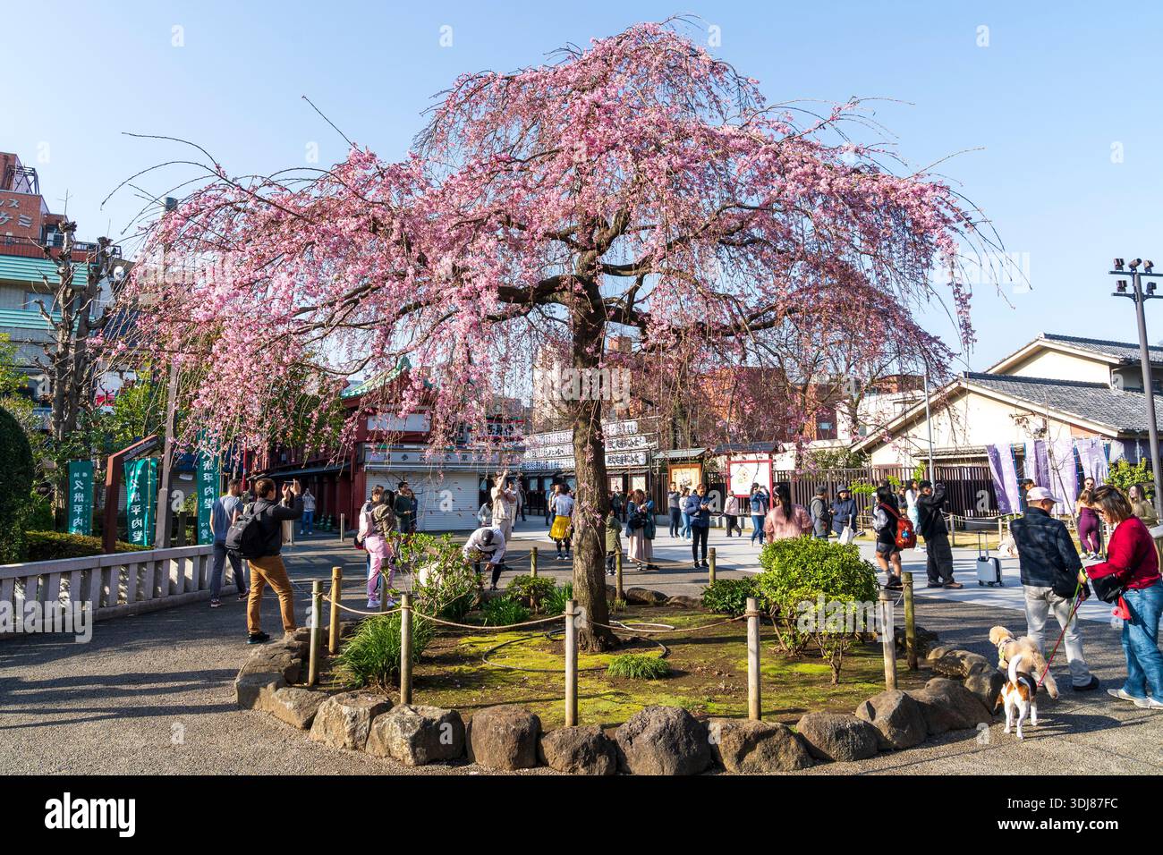 Senso-JI-Tempel, auch bekannt als Asakusa Kannon, Frühling. Leute, die aus der Nakamise Straße kommen, vorbei am Kirschblütenbaum in der Nähe des Haupttorhauses. Blaue SK Stockfoto