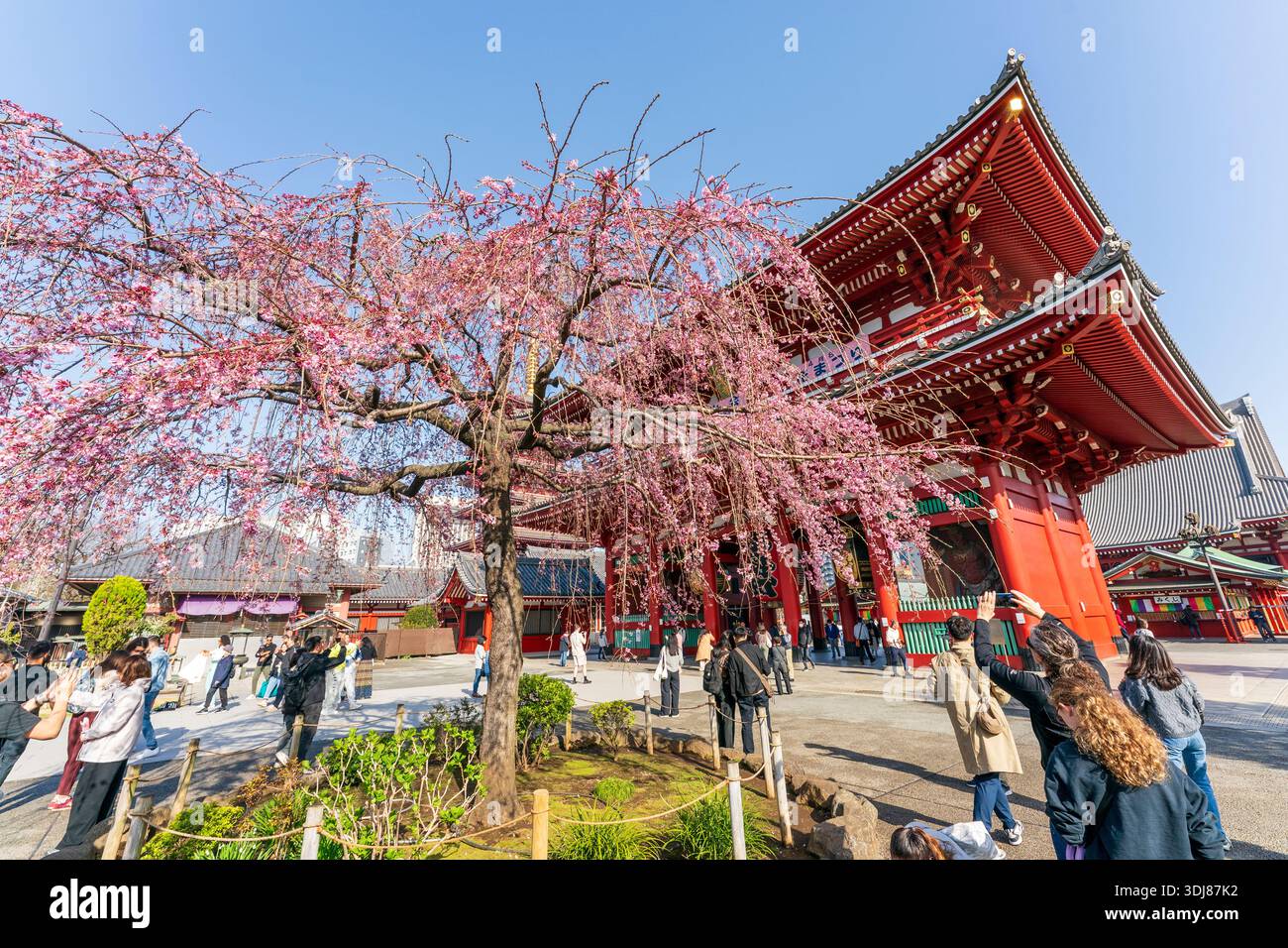 Touristen am Senso-JI-Tempel, AKA Asakusa Kannon, machen Fotos von einem Kirschblütenbaum mit dem Tempeltor dahinter. Blauer Himmel, Sonnenschein. Stockfoto