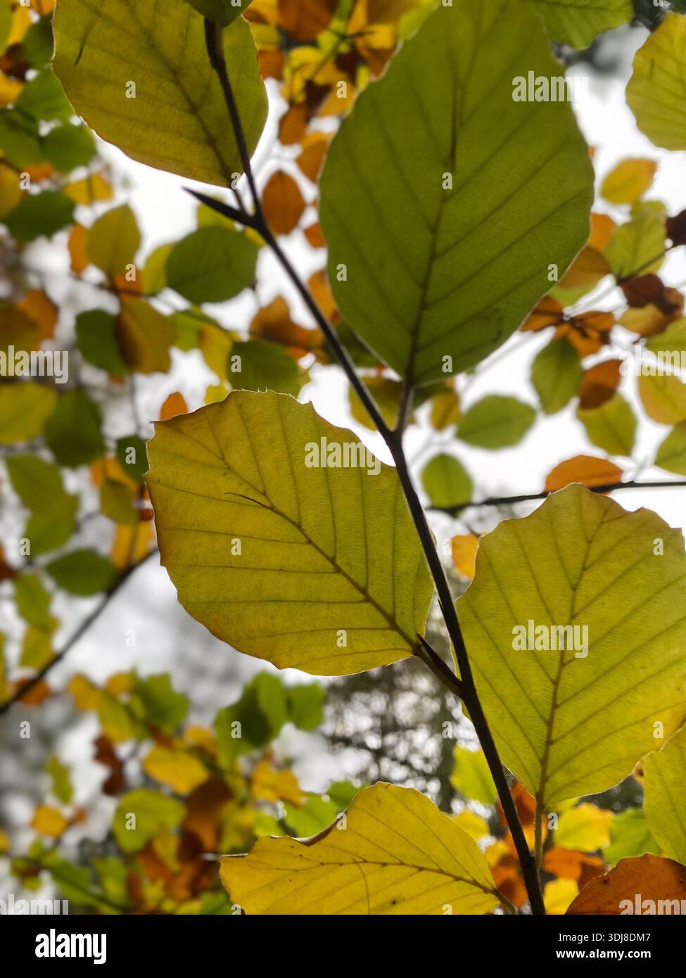 Laubbäume Stockfoto
