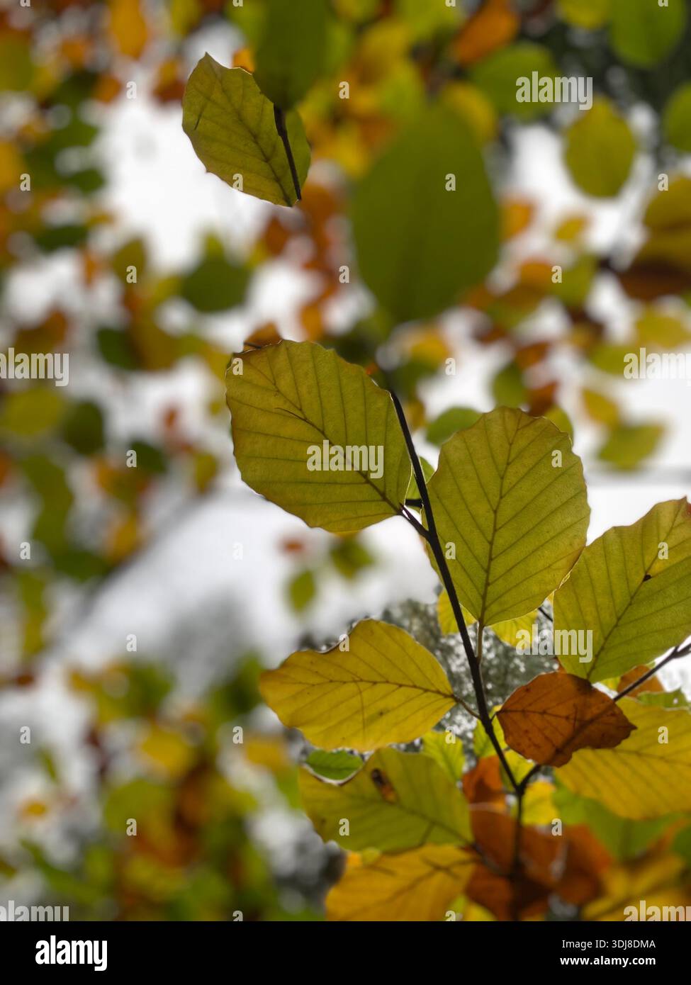 Blattmuster - Smartphone-aufgenommenes Stockfoto
