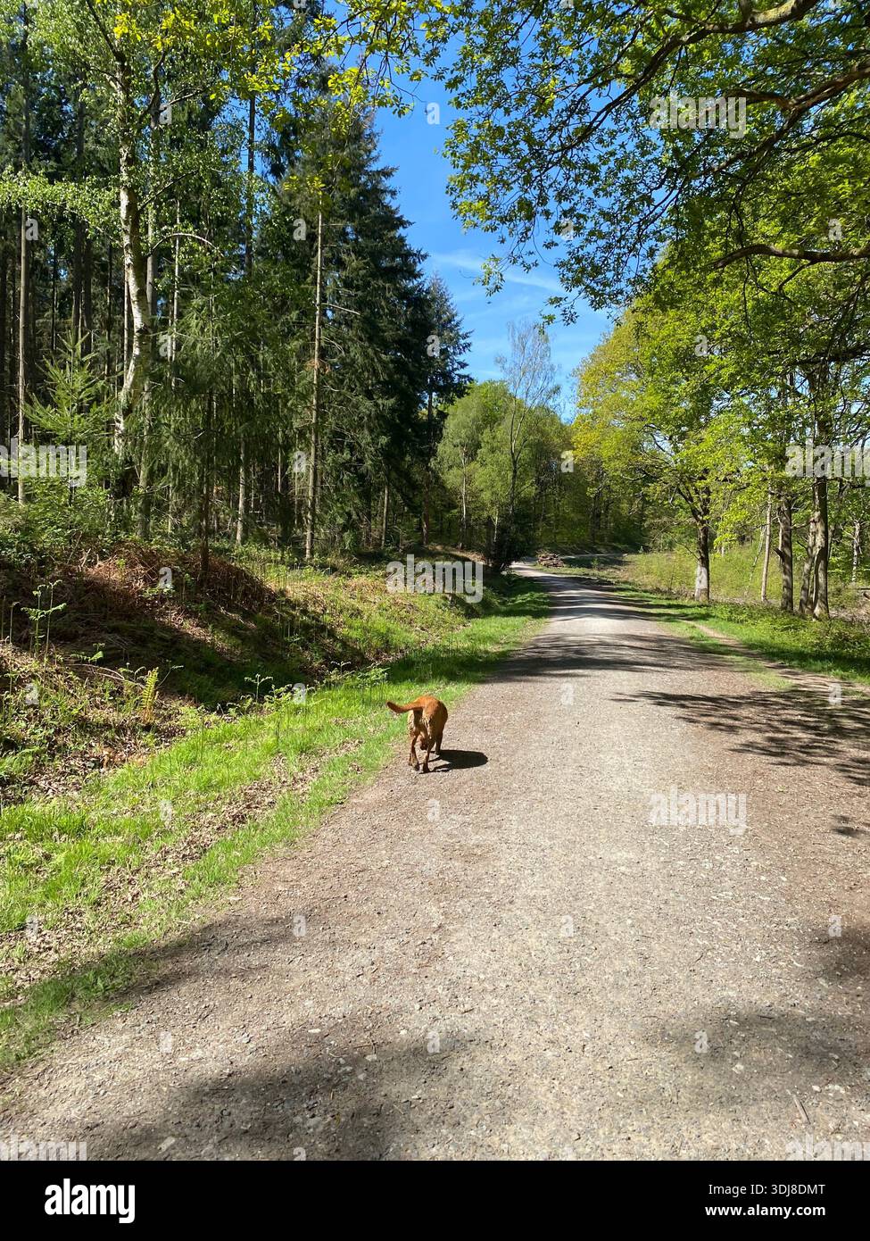 Hund in den Wald - Smartphone-aufgenommenes Stockfoto