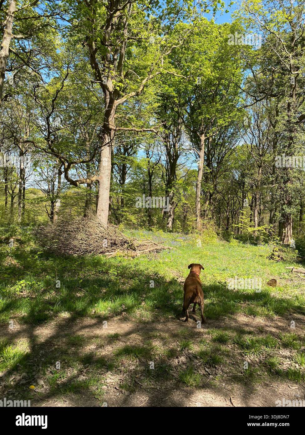 Hund in den Wald - Smartphone-aufgenommenes Stockfoto