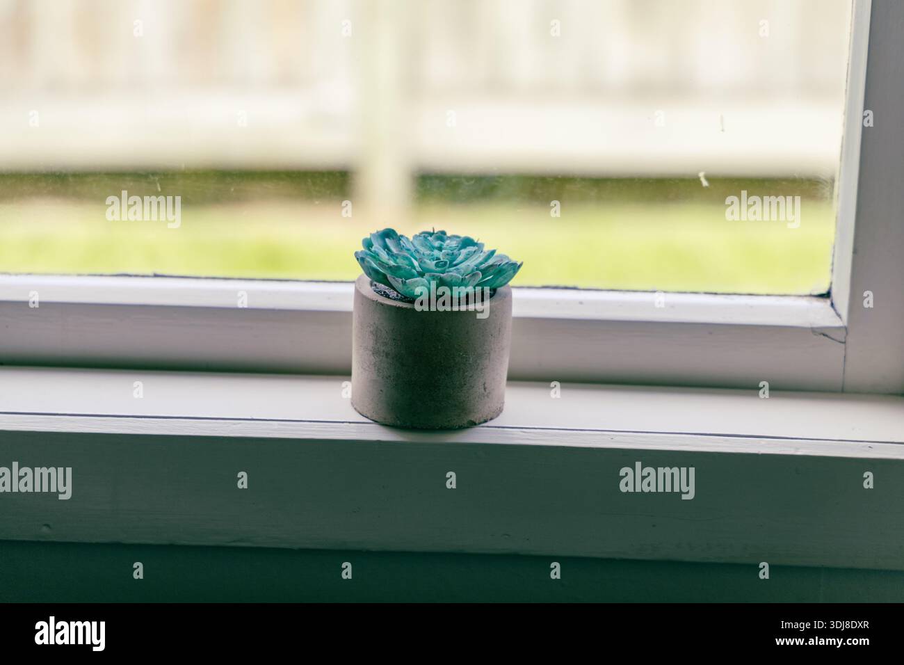 Türkis Sukkulenten Pflanze Kleiner Betontopf Stockfoto