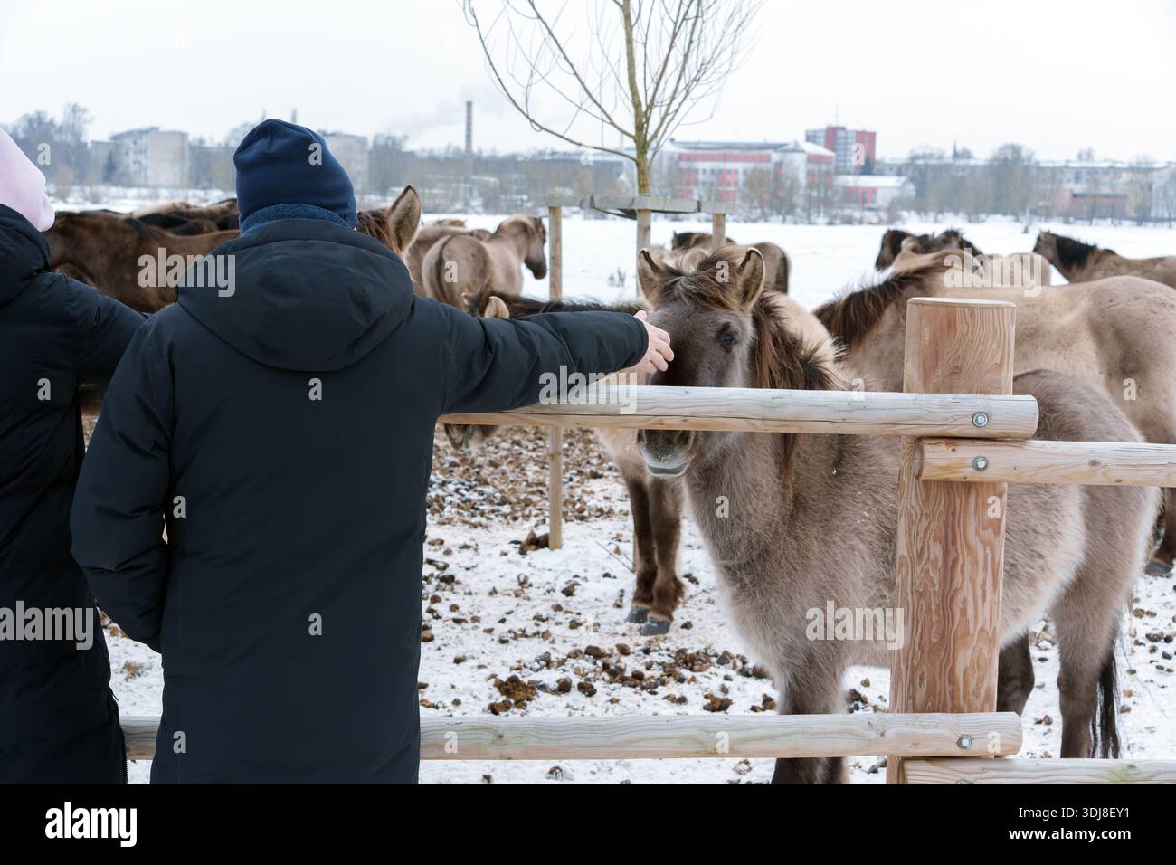 Besucher streicheln wildes Konik-Pferd über Holzzaun in der Winterlandschaft Stockfoto