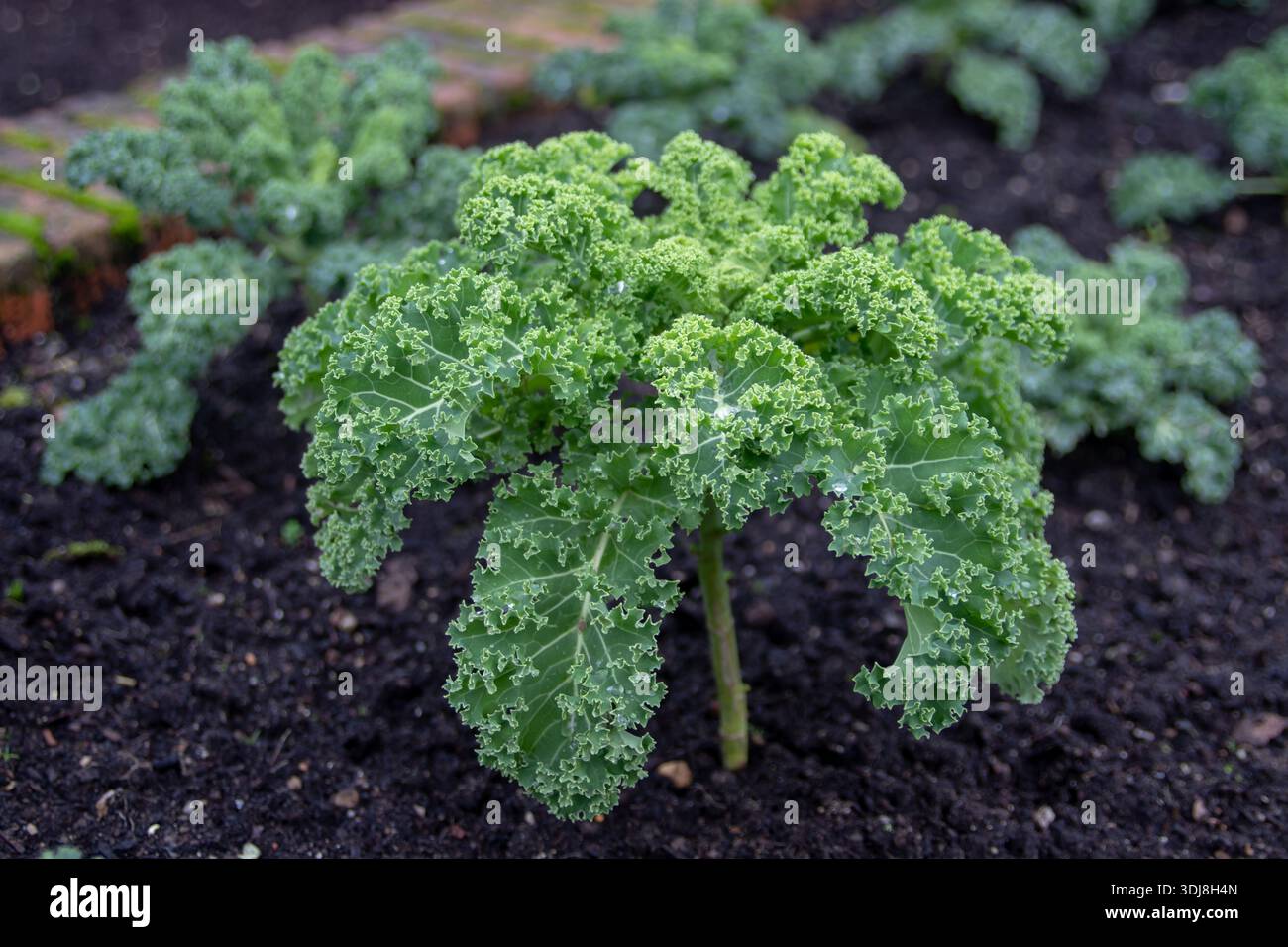 Grünkohl, auch Blattkohl (Brassica oleracea) genannt, wächst in dunklen organischen Böden. Essbares Blattgemüse mit Wassertröpfchen, auch geschätzt als Stockfoto
