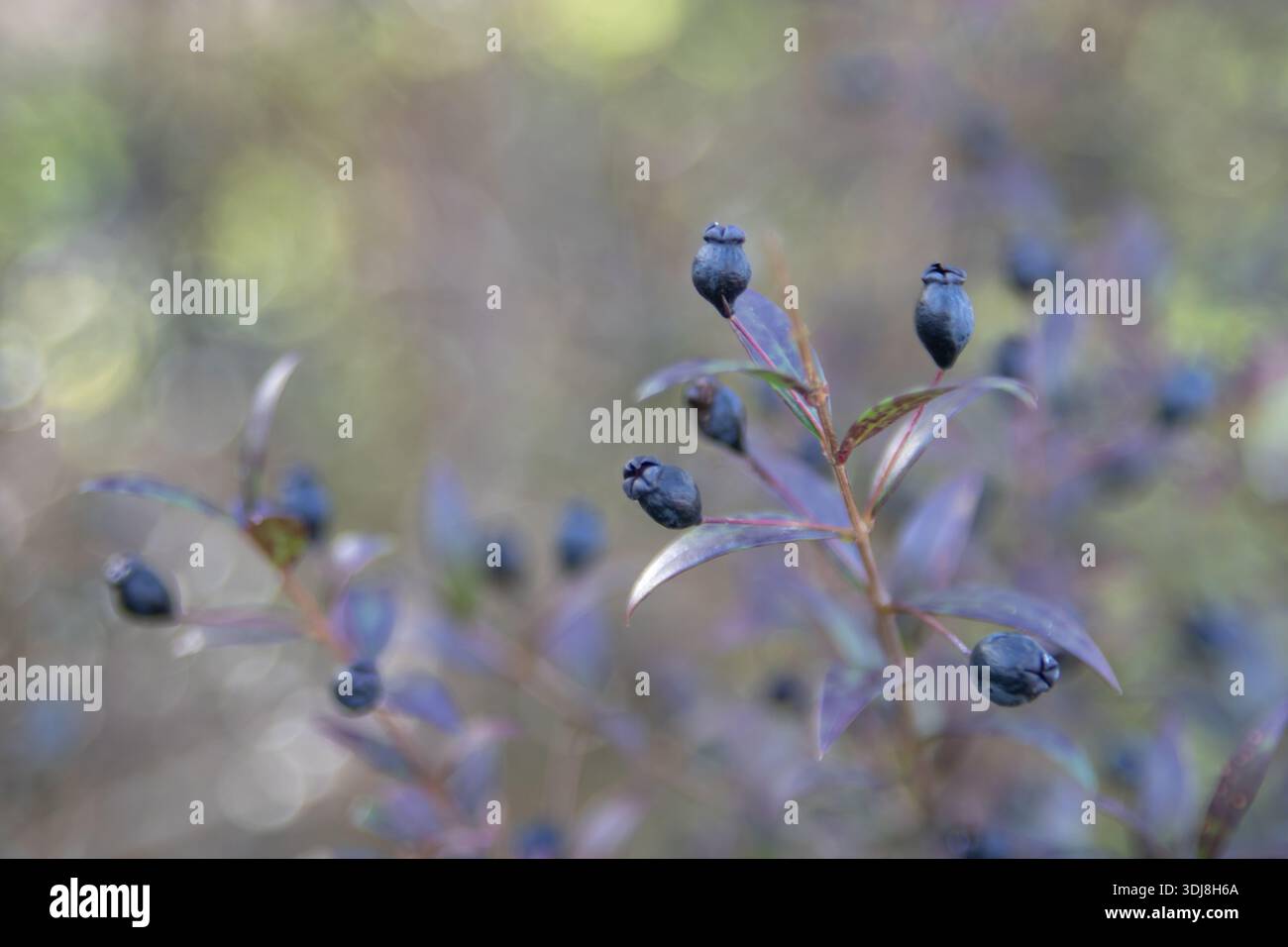 Herbststrauch mit dunkelblauen Beeren auf verschwommenem Gartenhintergrund, weichem Bokeh und traumhafter Ästhetik, schafft eine ruhige Outdoor-Atmosphäre mit Kopierraum. Stockfoto