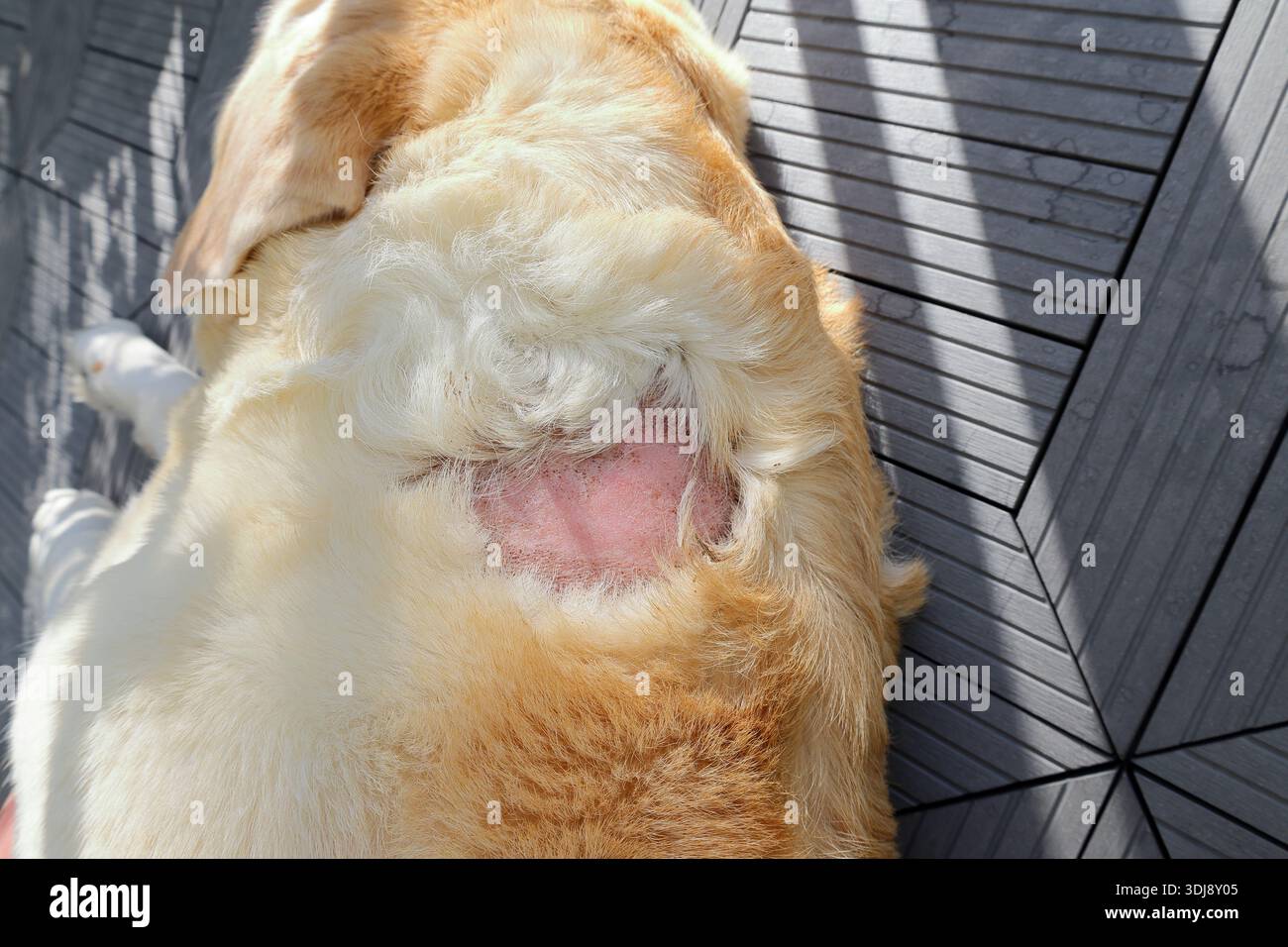 Goldener labrador-Hund mit Glatze im Fell. Alte Verletzung, die geheilt ist. Stockfoto