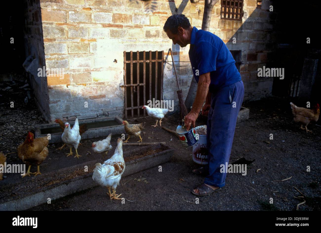 Italien Marche Mondavio - Bauernhof mit einem Bauern auf dem Hof mit Hühnern in den 1980er Jahren Stockfoto