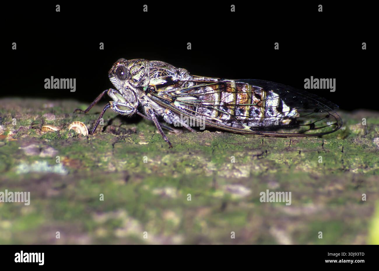 Lyristes plebejus - Cicada communis Stockfoto