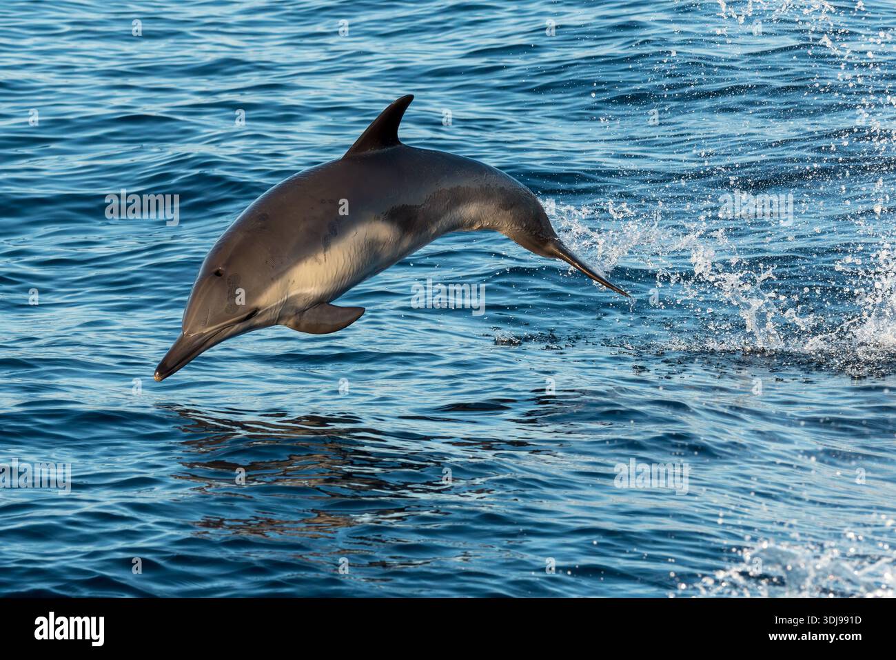 Delfine, Santa Barbara Channel, Kalifornien, USA. Stockfoto