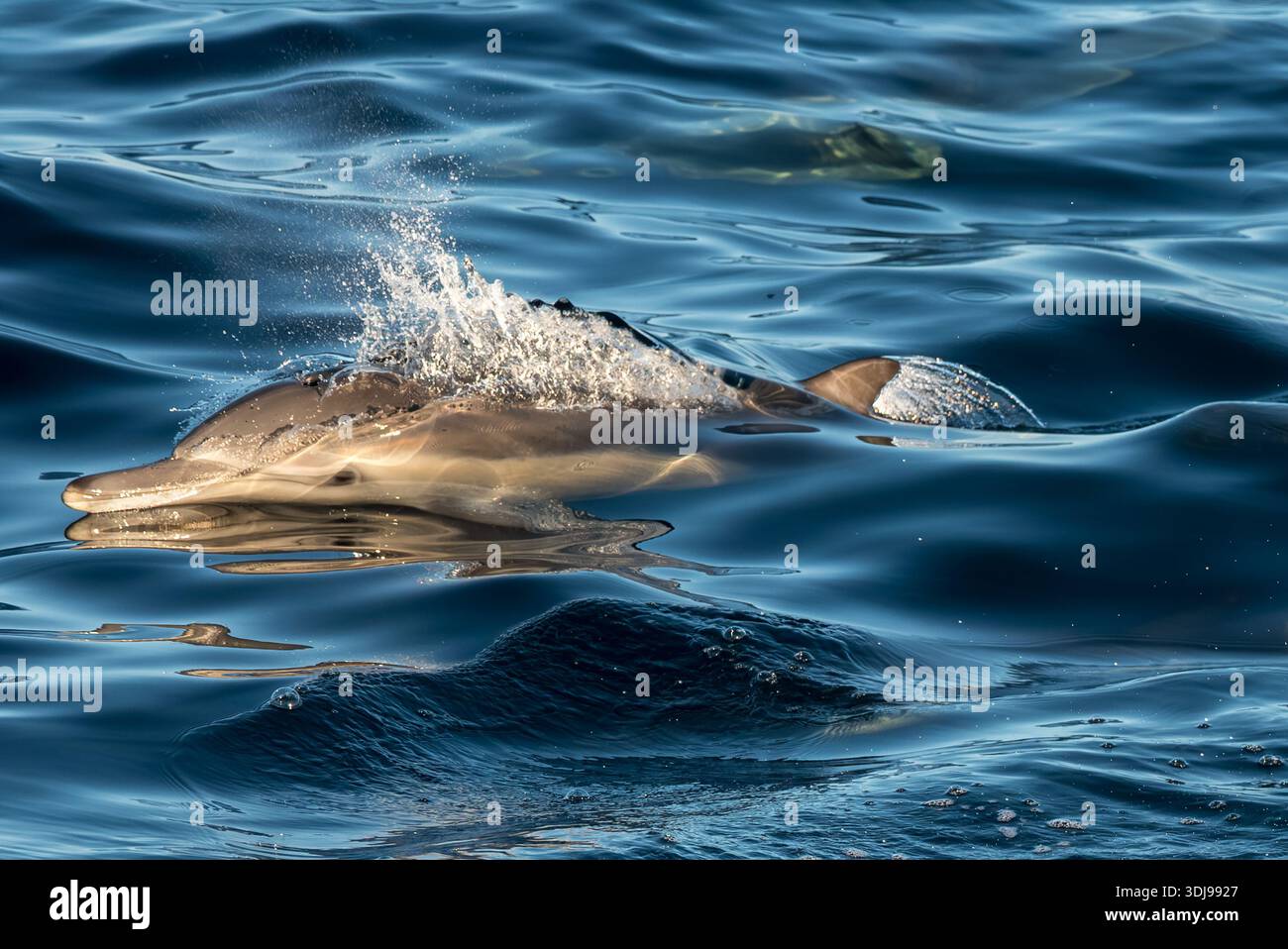 Dolphin, Santa Barbara Channel, Kalifornien, USA. Stockfoto