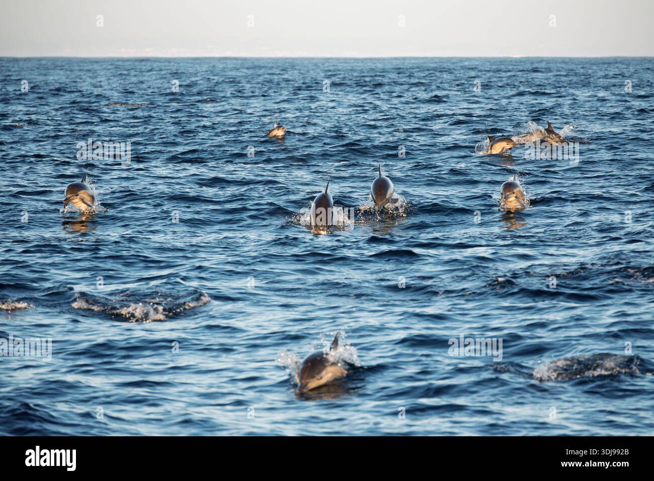 Delfine, Santa Barbara Channel, Kalifornien, USA. Stockfoto