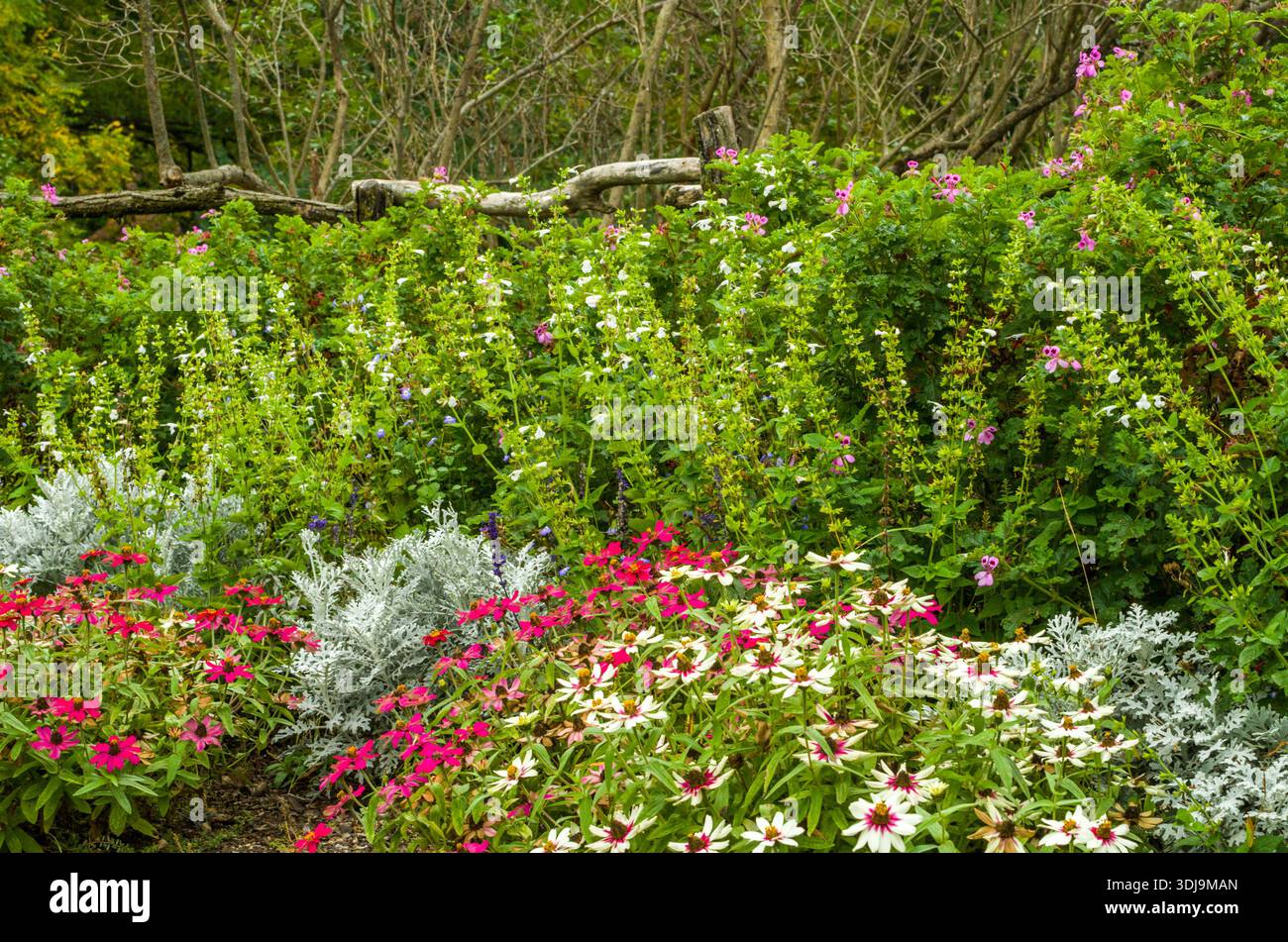 Farm Flowers im Herbst, Upstate, NY, USA Stockfoto