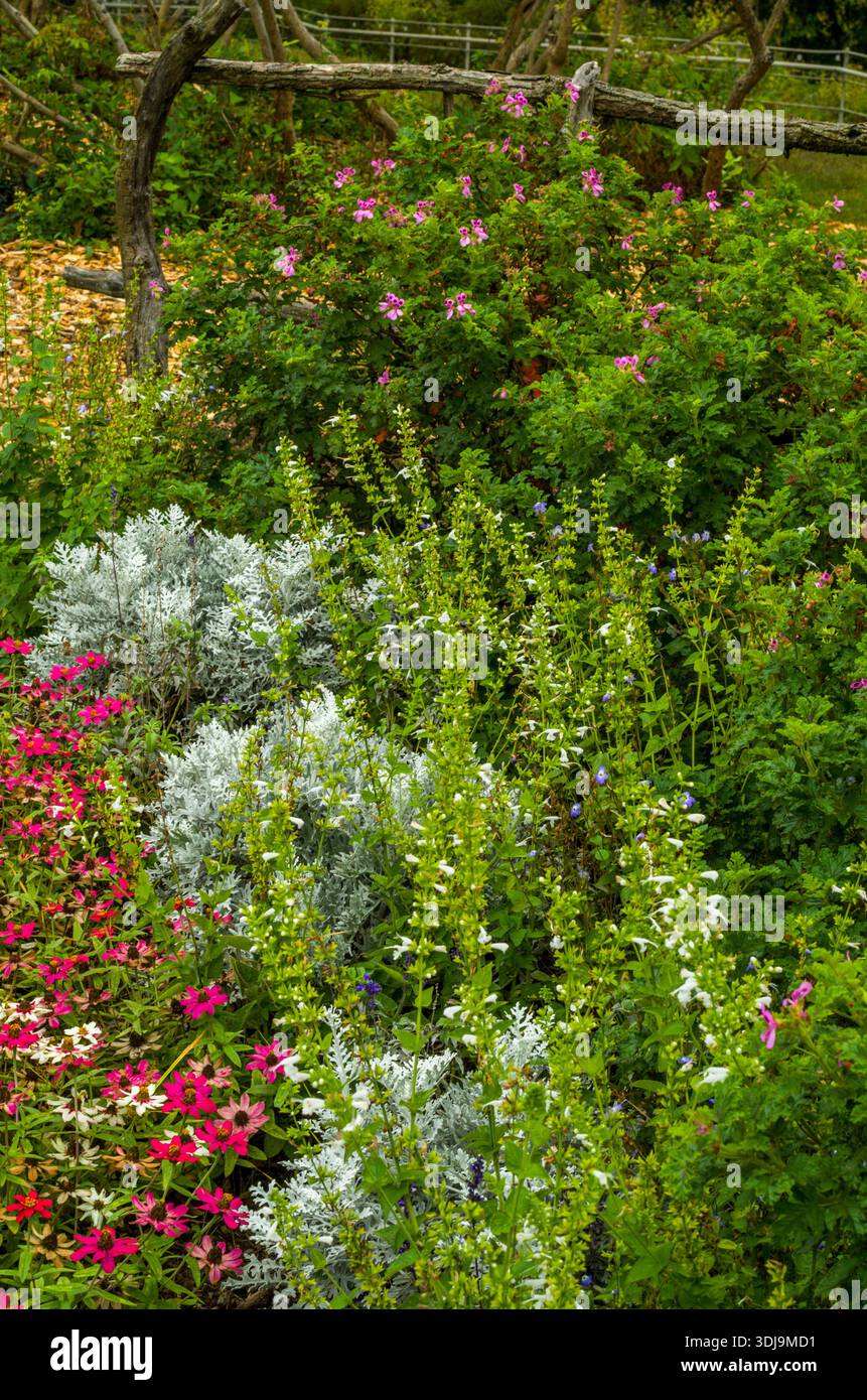 Estate Flowers im Herbst, Upstate NY, USA Stockfoto