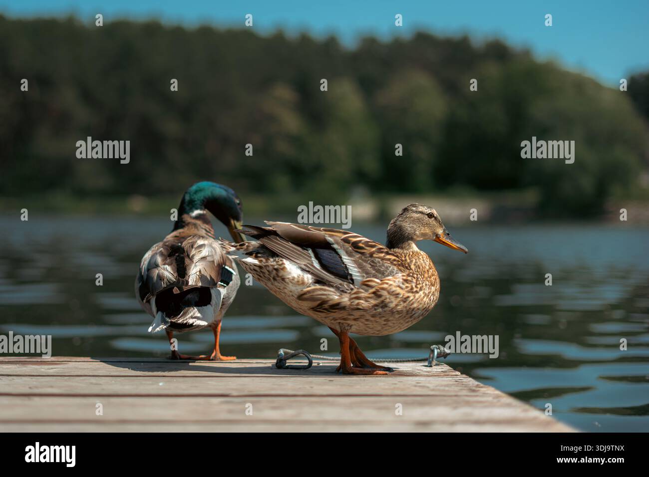Stockenten ruhen auf einem hölzernen Pier am See Stockfoto