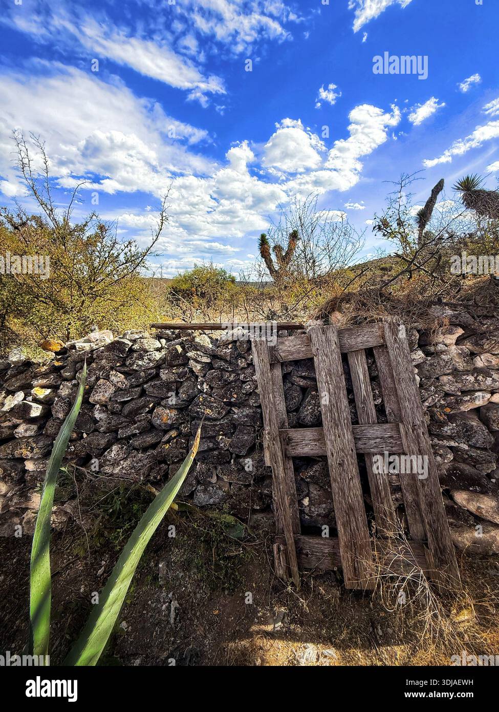 Ein altes hölzernes Tor vor einer rustikalen Steinmauer, umgeben von Wüstenvegetation unter einem hellblauen Himmel Stockfoto