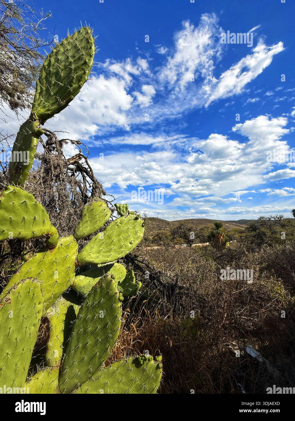 Kaktus landschaft mexico -Fotos und -Bildmaterial in hoher Auflsung  Alamy