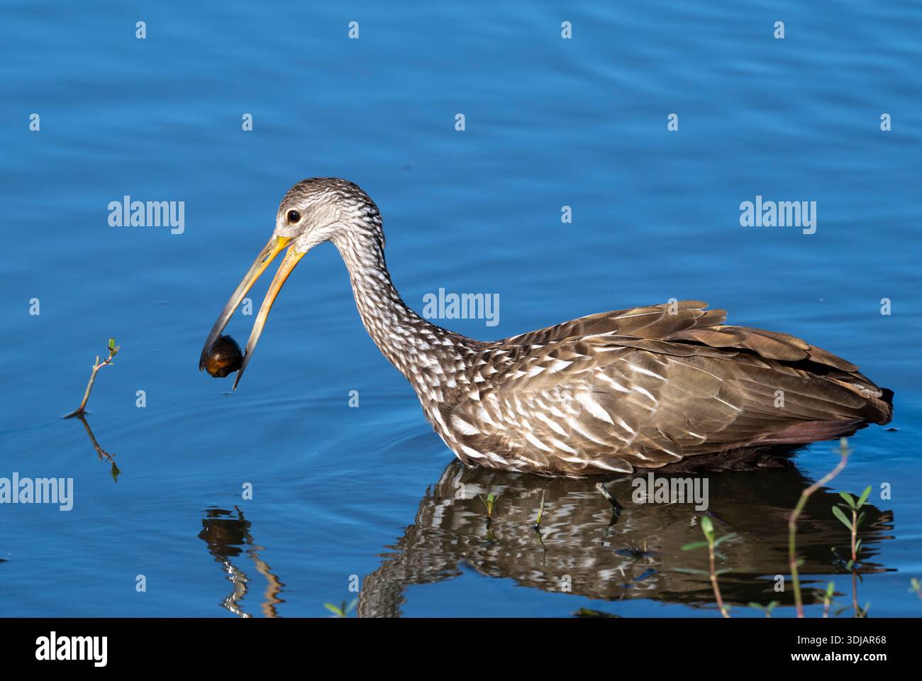 Limpkin (Aramus guarauna), die mit Schnecke auf blauem Wasser fressen, Texas, USA. Stockfoto