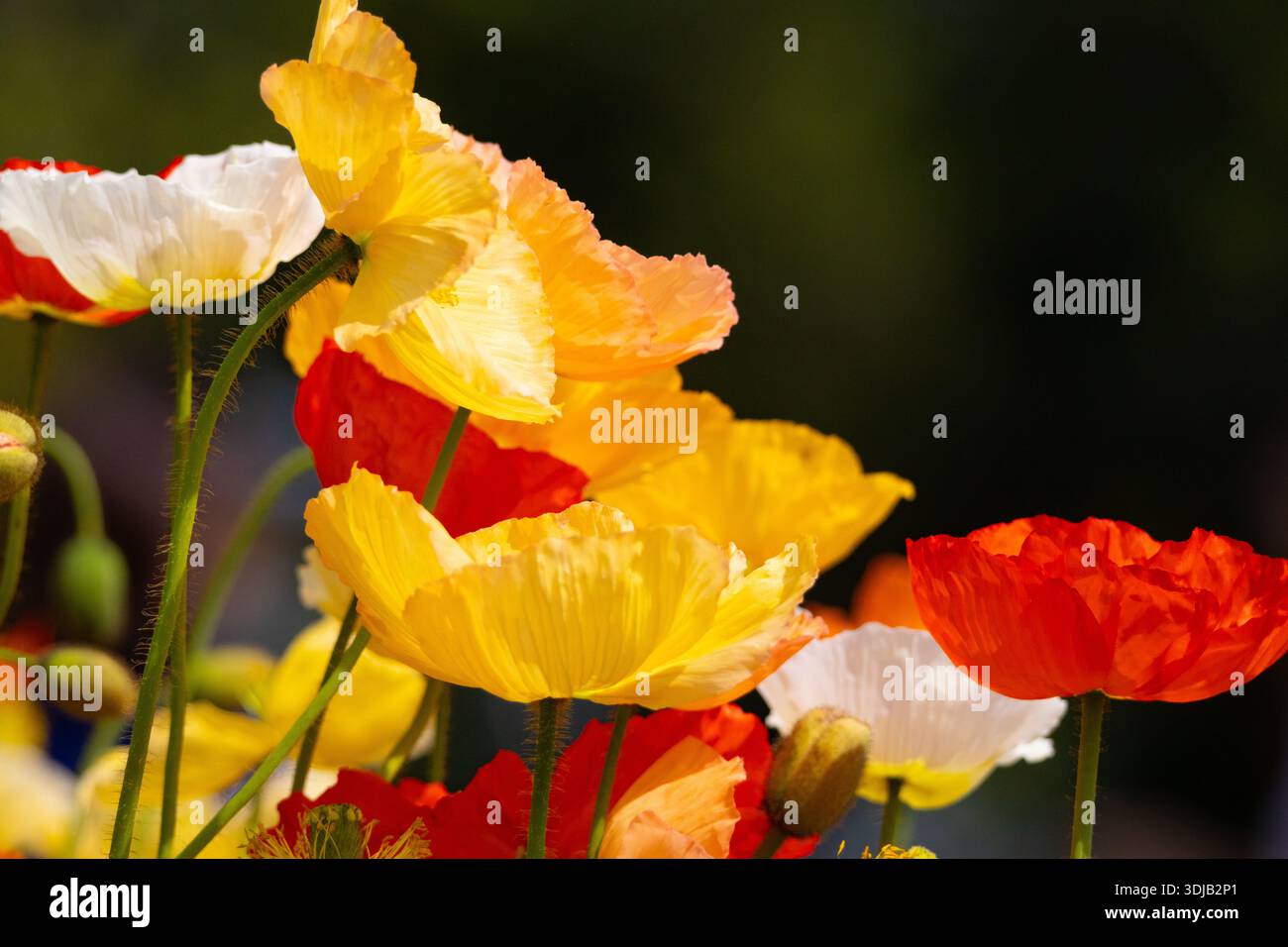 Bunte kalifornische Poppys beim Toowoomba Flower Festival in Toowoomba. Stockfoto