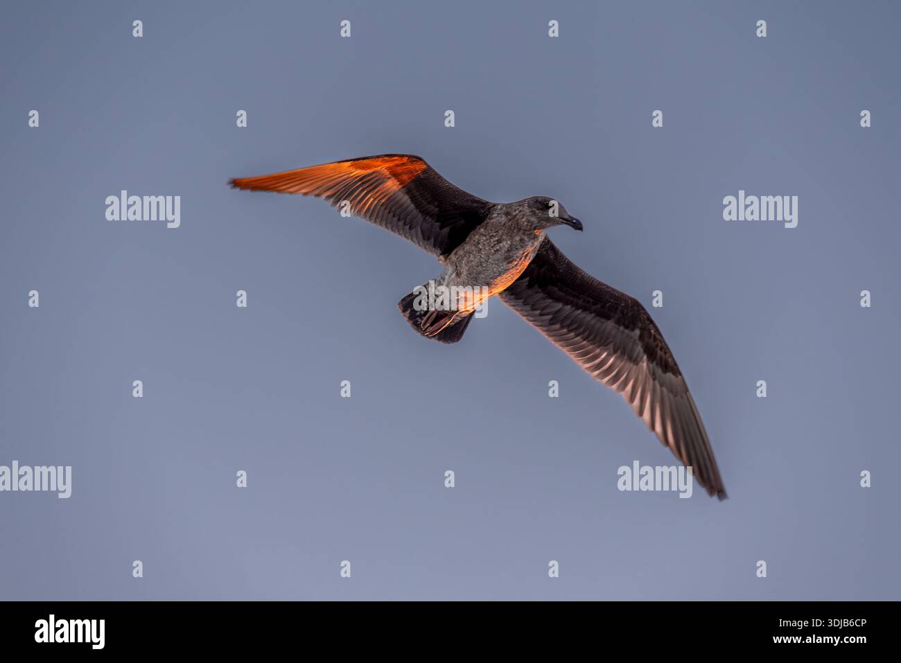 Juvenile Möwe bei Sonnenuntergang, Santa Barbara Channel, Kalifornien, USA. Stockfoto