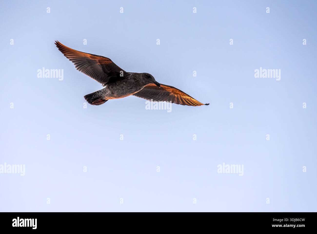 Juvenile Möwe bei Sonnenuntergang, Santa Barbara Channel, Kalifornien, USA. Stockfoto