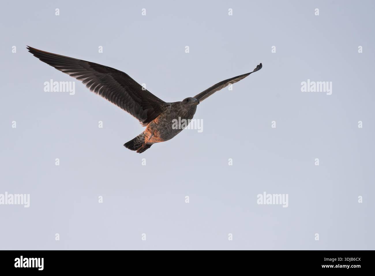 Juvenile Möwe bei Sonnenuntergang, Santa Barbara Channel, Kalifornien, USA. Stockfoto
