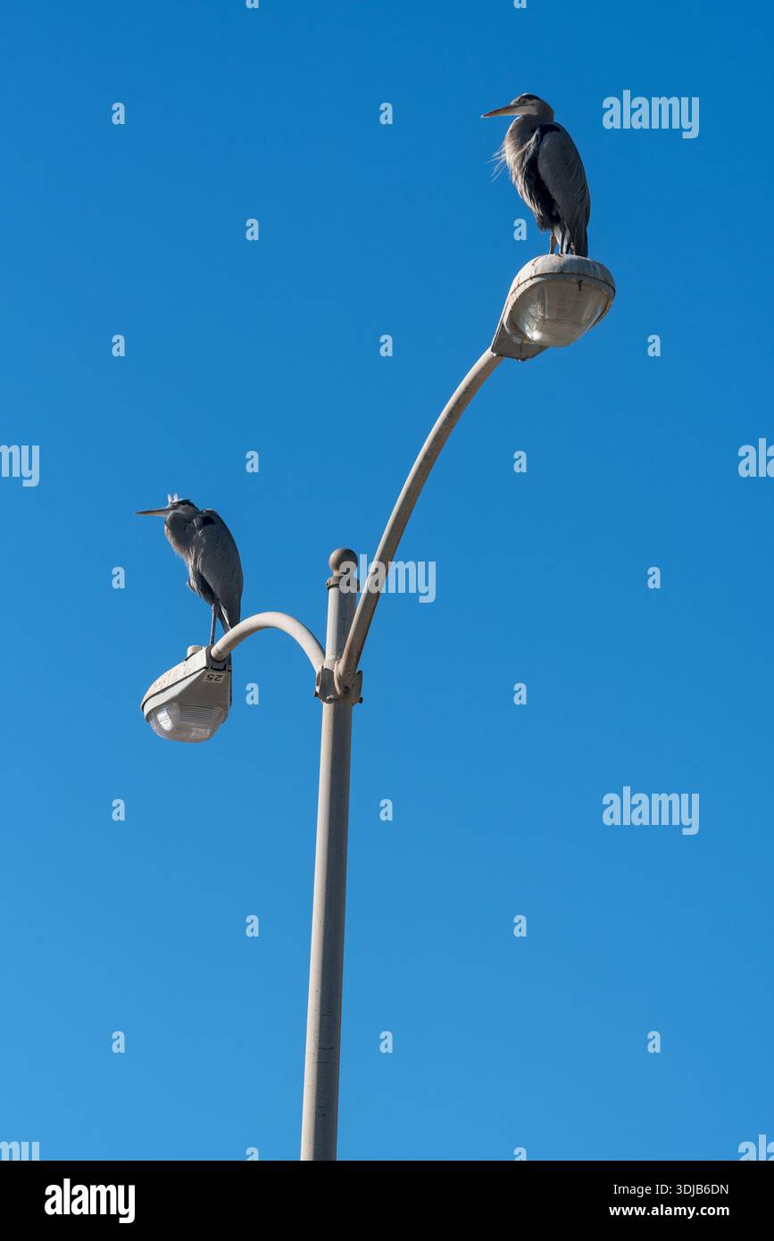 Große blaue Reiher an einem Lichtmast, Ventura, Kalifornien, USA. Stockfoto