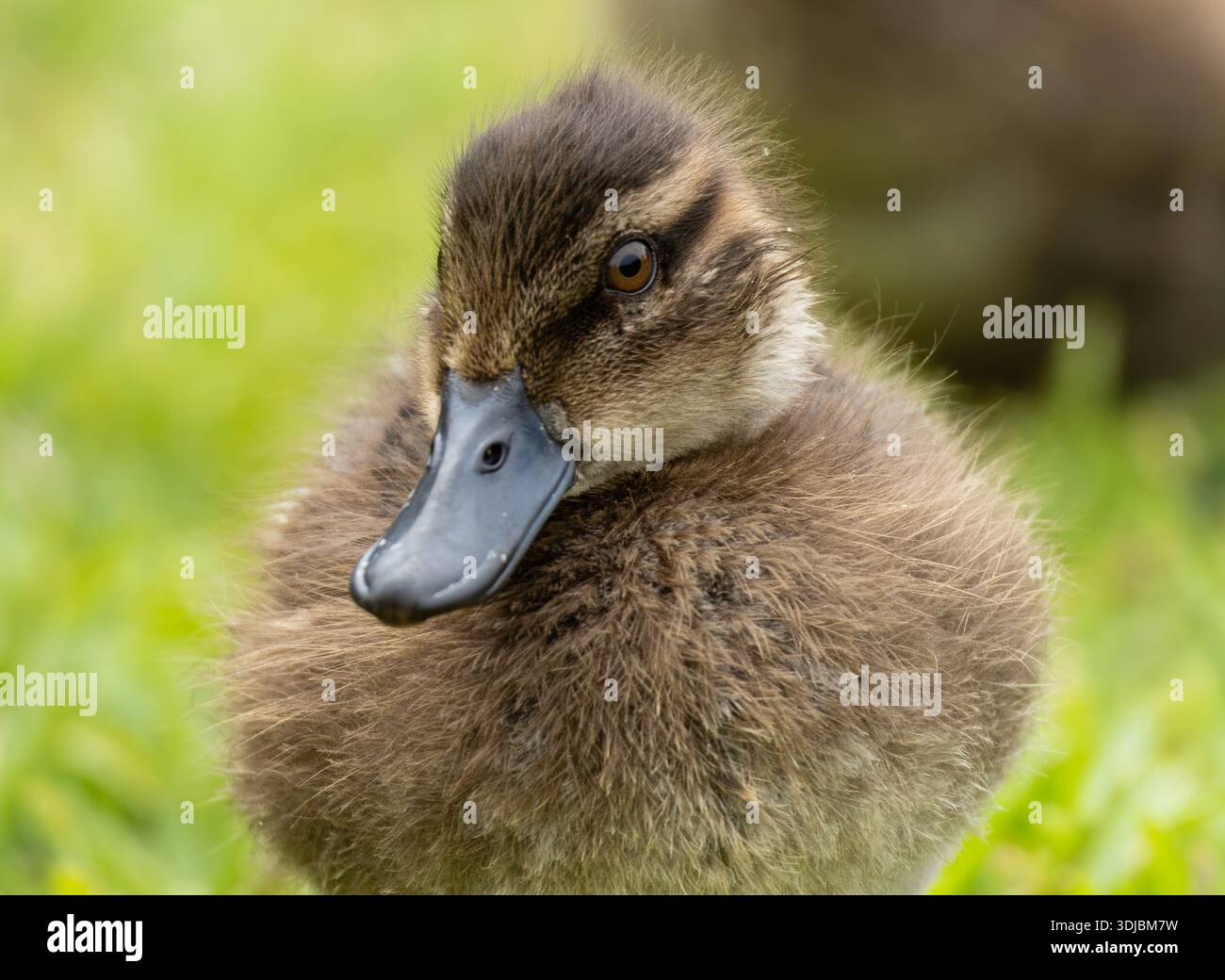 Nahporträt eines Entlein in einem natürlichen Lebensraum, New South Wales, Australien. Stockfoto