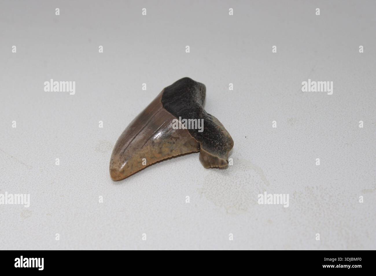 Ein großer fossiler Zahn liegt auf einer flachen weißen Oberfläche. Dieser Zahn ist Teil einer prähistorischen Meeresbewohner. Es zeigt Details zu Alter und vergangenem Leben. Th Stockfoto