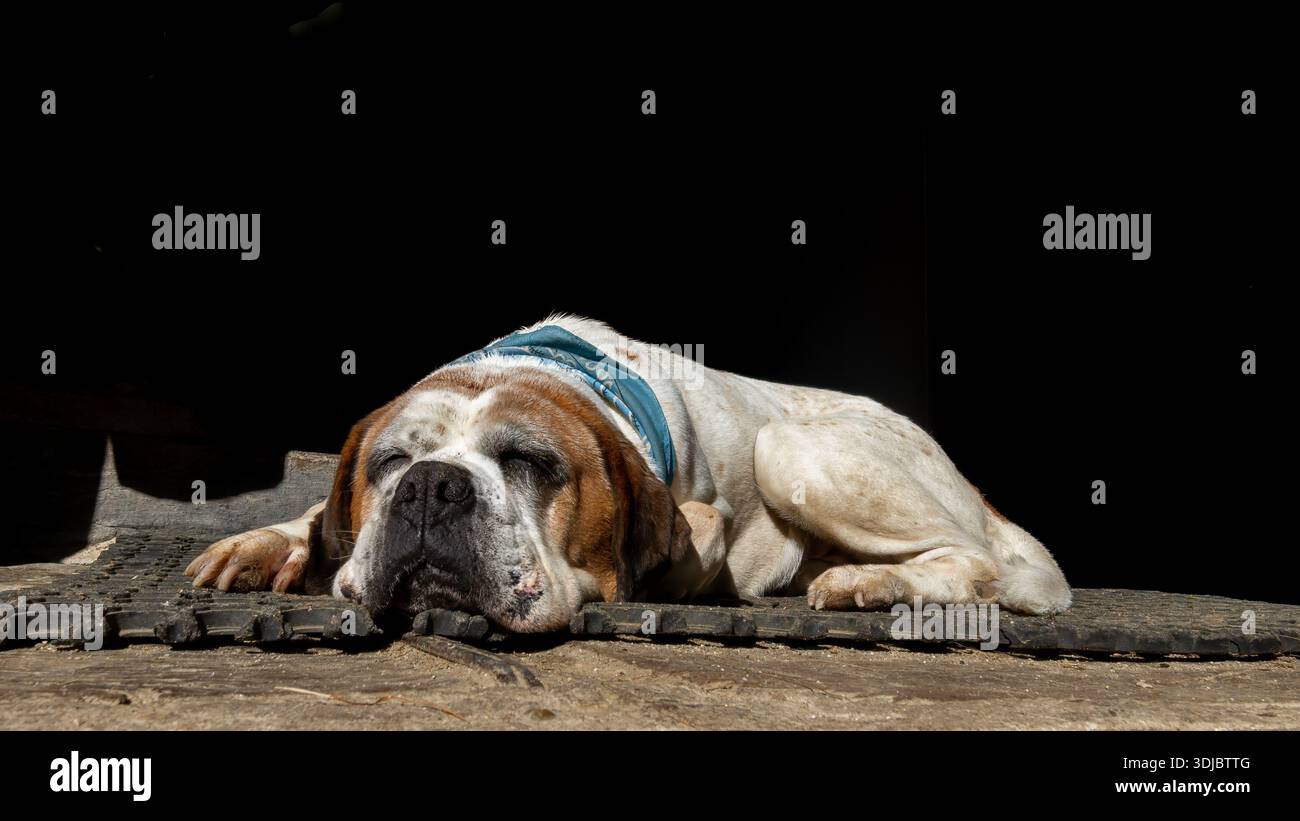 Weiße und braune Bulldogge, die sich draußen auf einer Farm ausruhen und die Sonne genießen. Friedliche Landschaft mit strukturiertem Boden und Schatten der Scheune. Stockfoto