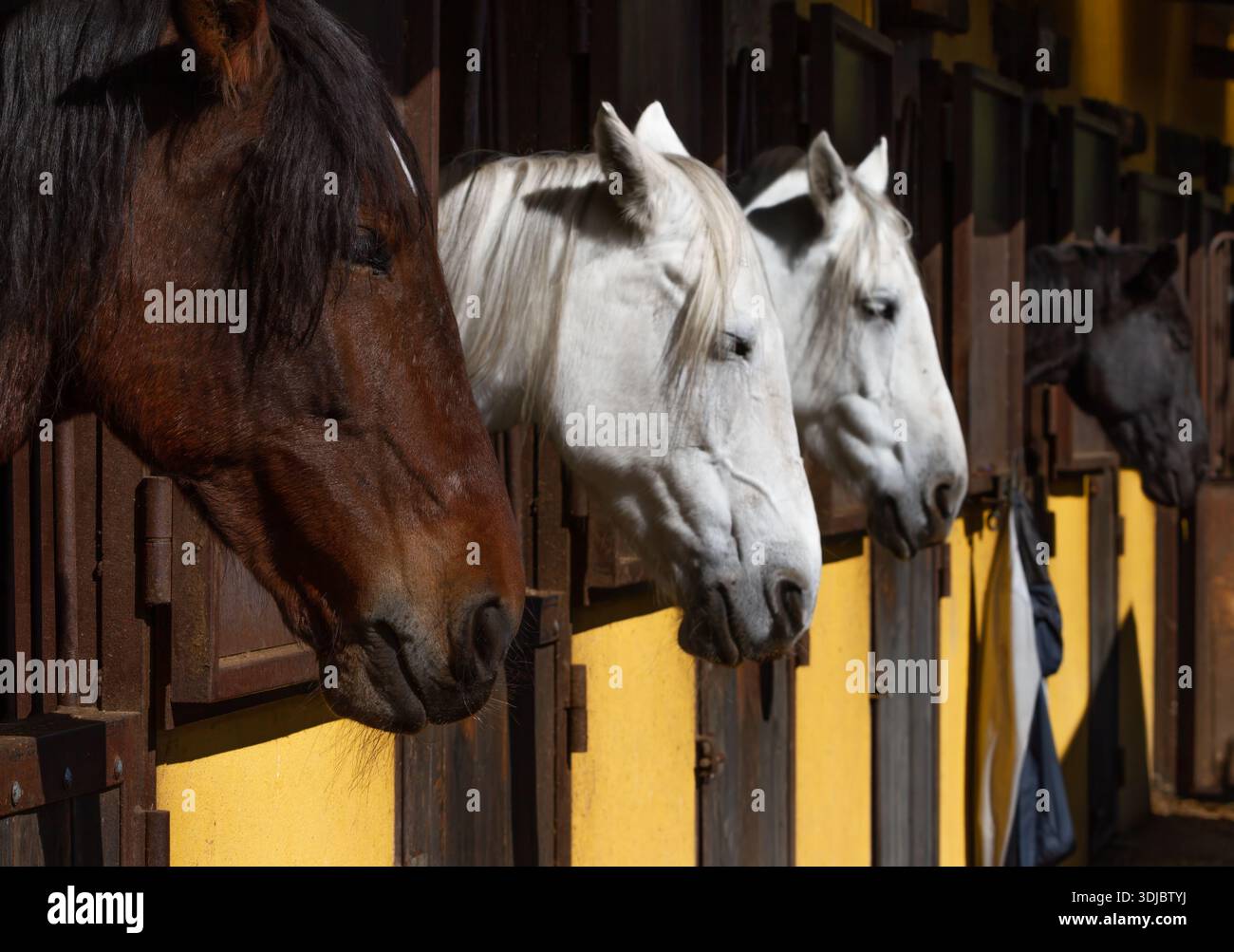 Stallpferde im Freiluftreithof Stockfoto