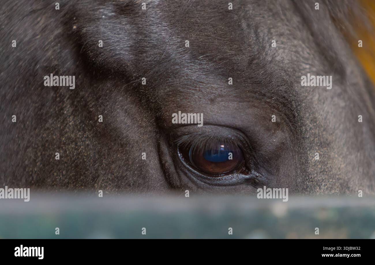 Nahaufnahme des Schwarzen Pferdeauges Stockfoto