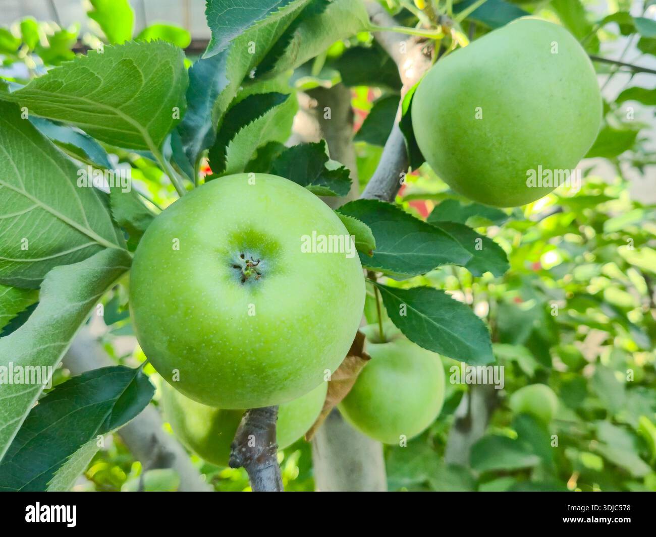 Reife grüne Äpfel auf einem Baum im Garten. Apfelbaum. Stockfoto